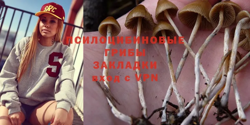 Псилоцибиновые грибы Psilocybe  купить наркоту  Серафимович 